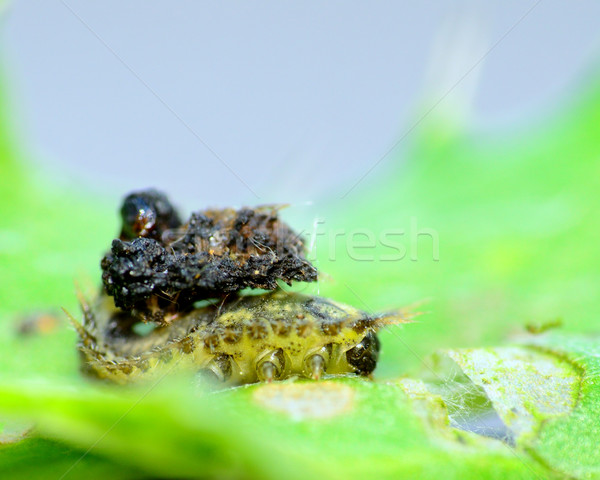 Stock photo: Thistle Tortoise Beetle Larvae