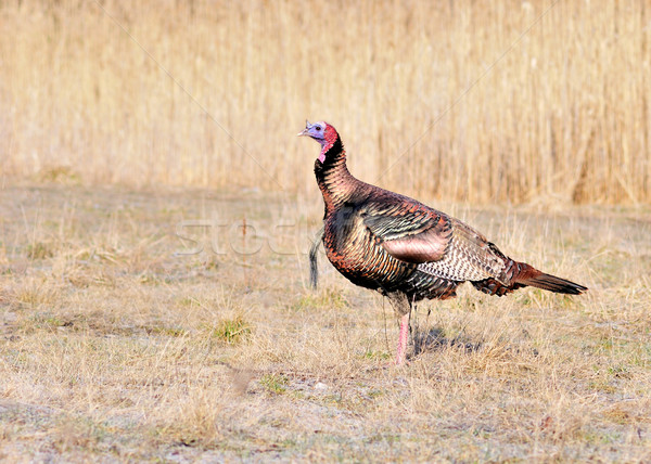 Wild Turkey Stock photo © brm1949