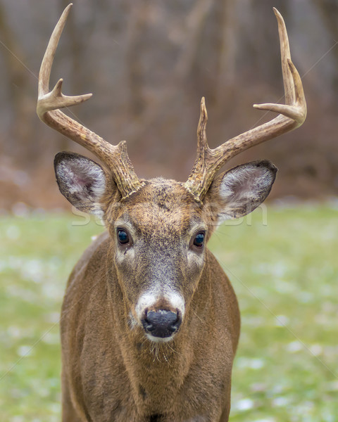 Whitetail Deer Buck Stock photo © brm1949