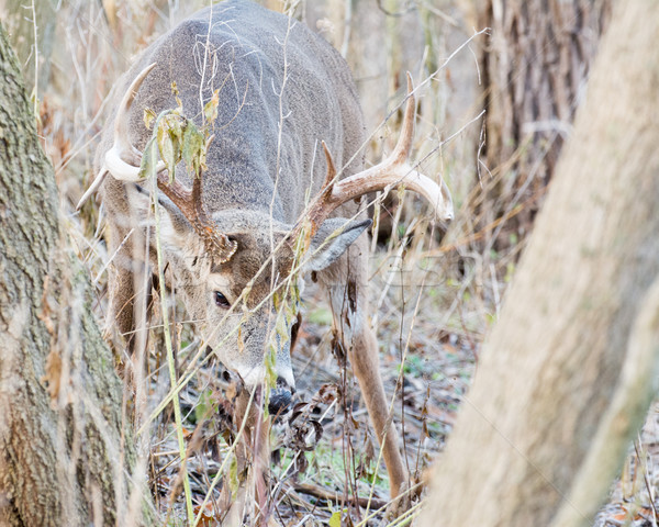 Whitetail Deer Buck Stock photo © brm1949