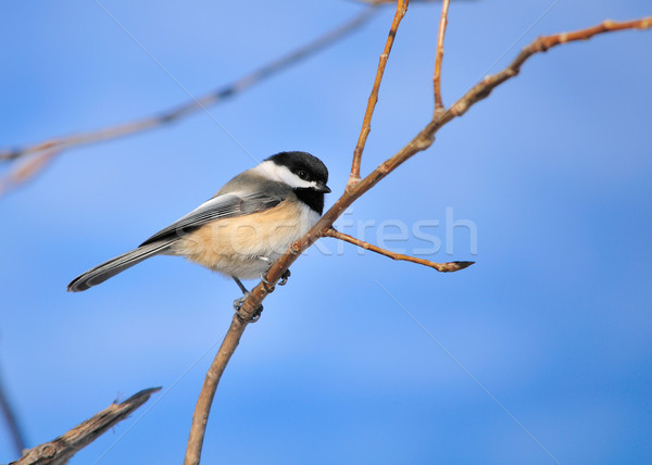 Black-capped Chickadee Stock photo © brm1949