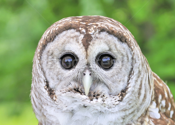 Barred Owl Stock photo © brm1949