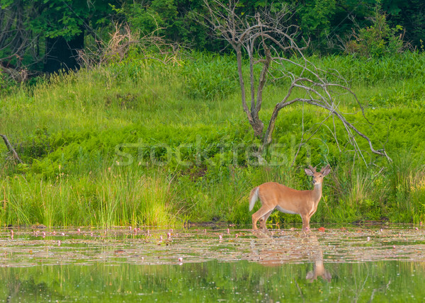 Whitetail Deer Buck Stock photo © brm1949