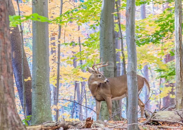 Whitetail Deer Buck Stock photo © brm1949