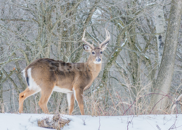 Whitetail Deer Buck Stock photo © brm1949