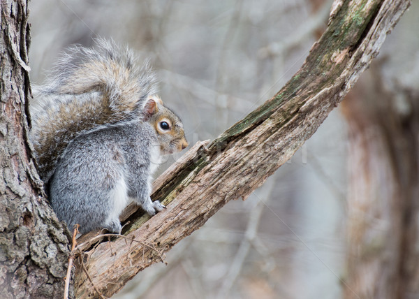 灰色 松鼠 灰色 樹幹 森林 性質 商業照片 © brm1949