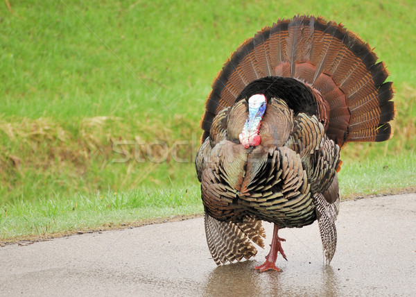 Stock photo: Wild Turkey 