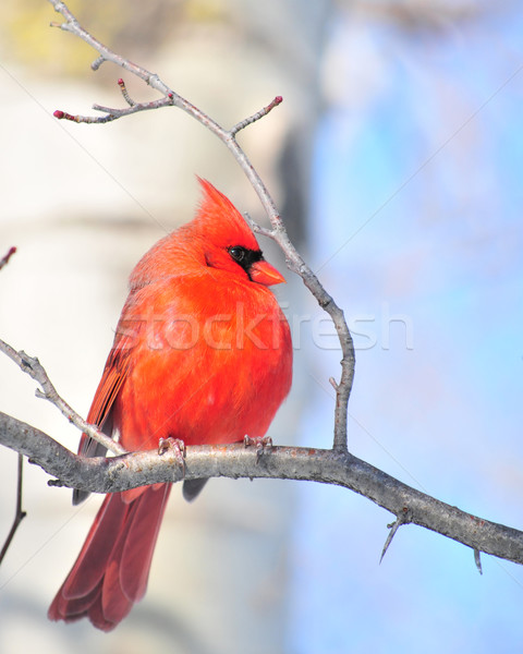 Cardinal (Cardinalis cardinalis) Stock photo © brm1949