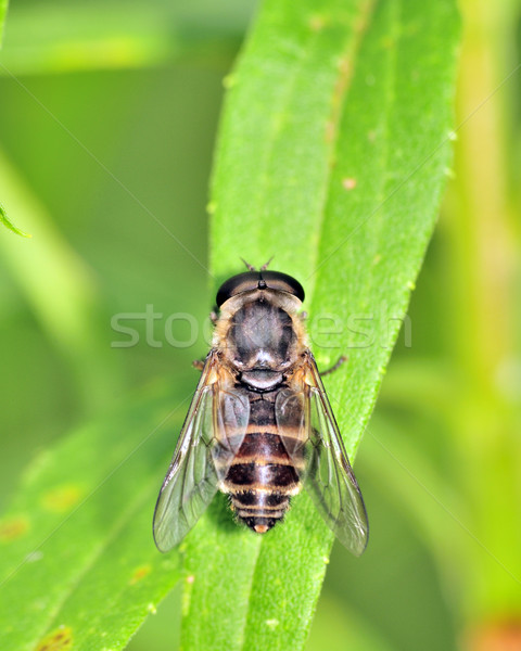 Horse Fly Stock photo © brm1949