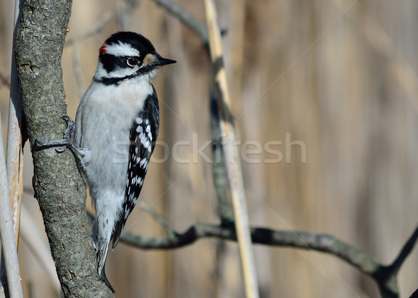 Male Downy Woodpecker Stock photo © brm1949