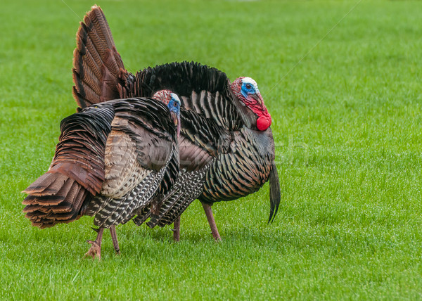 Wild Turkey (Meleagris gallopavo) Stock photo © brm1949