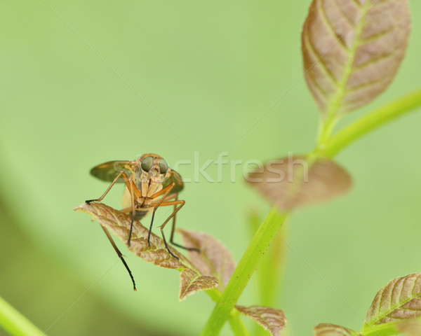 Marsh Fly (Tetanocera) Stock photo © brm1949