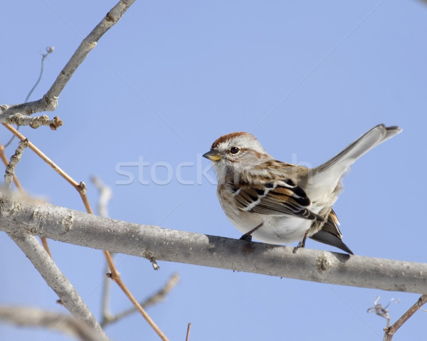 American Tree Sparrow (Spizella arborea) Stock photo © brm1949