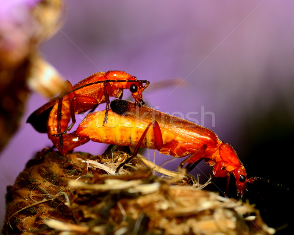 Soldaat kever plant blad bug macro Stockfoto © brm1949