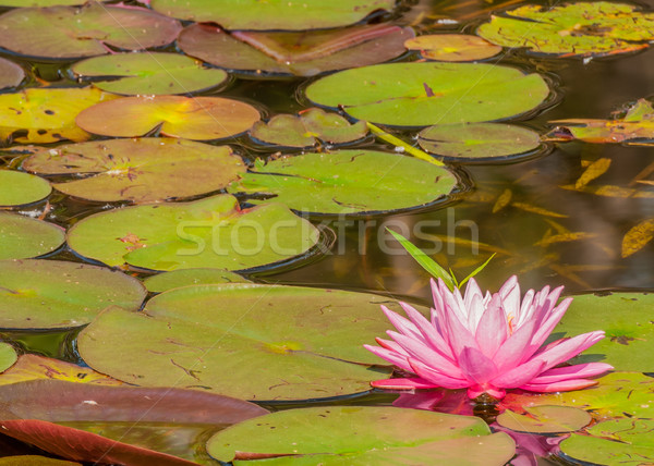 Purple воды Лилия Blossom болото Сток-фото © brm1949