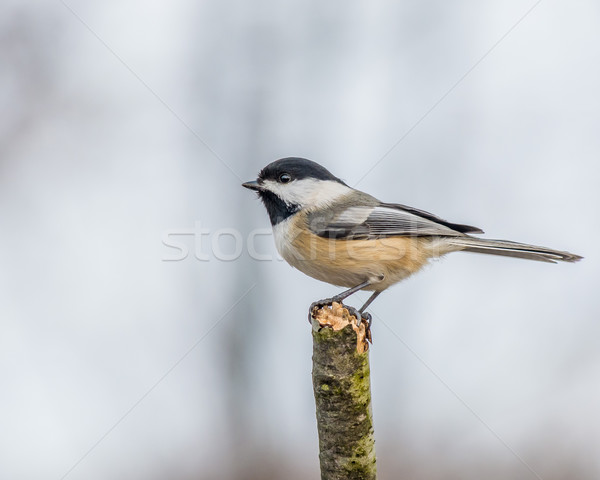 Black-capped Chickadee Stock photo © brm1949