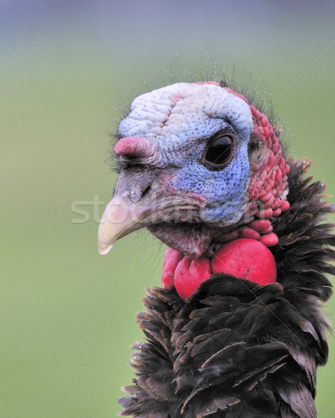 Wild Turkey Close-up Stock photo © brm1949