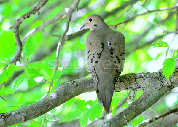 喪 鴿子 樹枝 性質 鳥 動物 商業照片 © brm1949