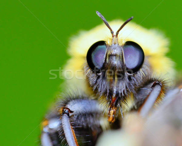Méh növény levél rovar makró közelkép Stock fotó © brm1949
