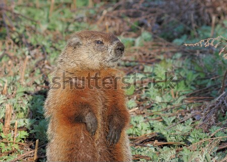Groundhog (Marmota monax) Stock photo © brm1949