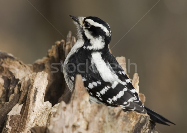 Downy Woodpecker (Picoides pubescens) Stock photo © brm1949