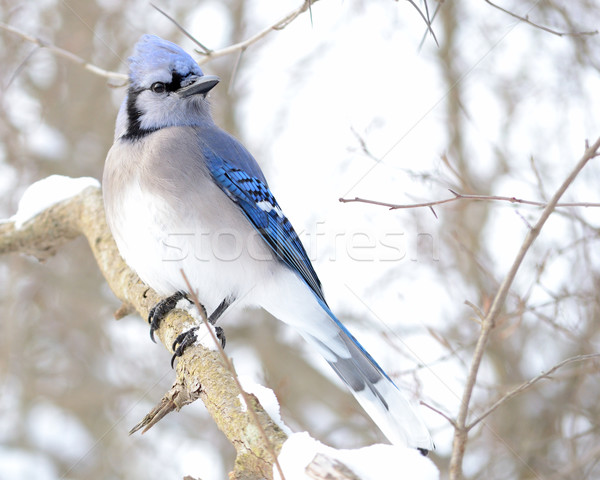 Blue jay Stock photo © brm1949