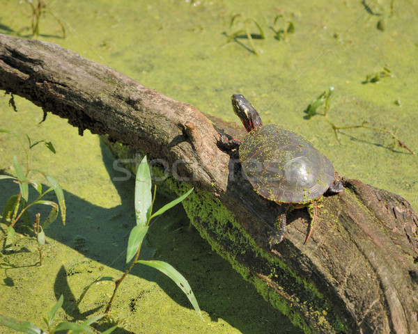 Malowany żółwia charakter zwierząt Zdjęcia stock © brm1949