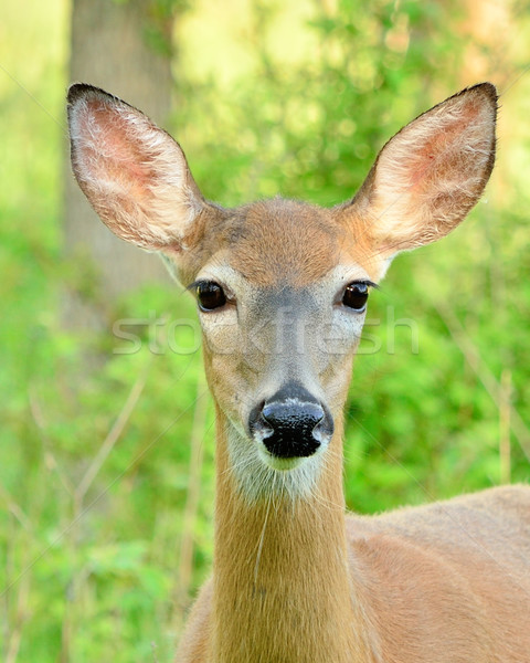 Stock photo: Whitetail Deer Doe