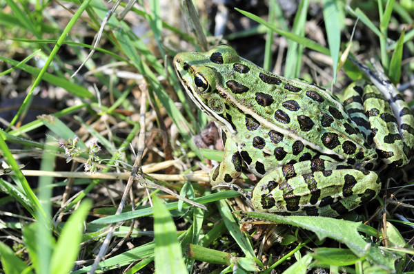 Leopard Frog Stock photo © brm1949