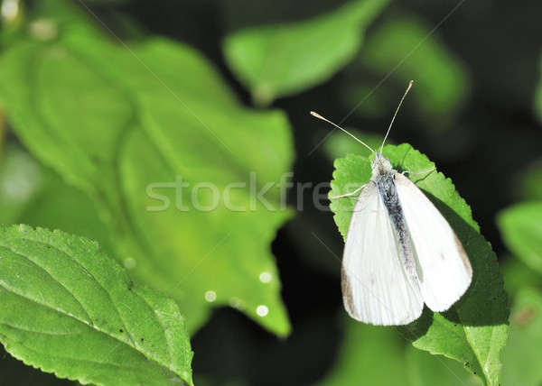 Cabbage White Butterfly Stock photo © brm1949