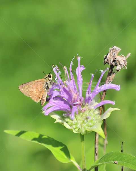 Stock photo: Skipper Butterfly