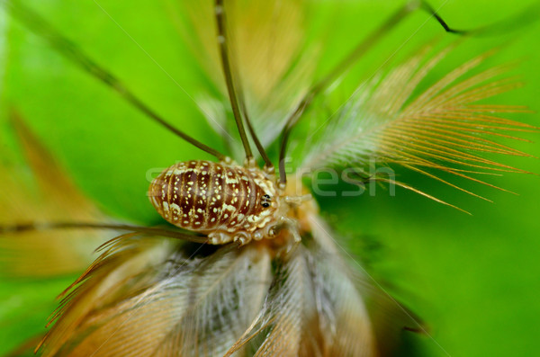 Harvestman Spider Stock photo © brm1949