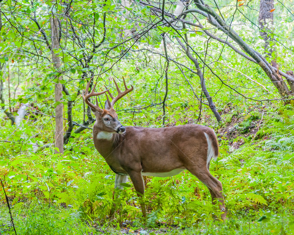 Whitetail Deer Buck Stock photo © brm1949