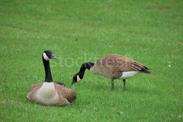 Canada Geese Stock photo © brm1949