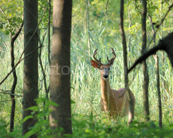 Young Whitetail Deer Buck Stock photo © brm1949