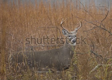 Buck Hirsch Sommer Samt Natur Bereich Stock foto © brm1949