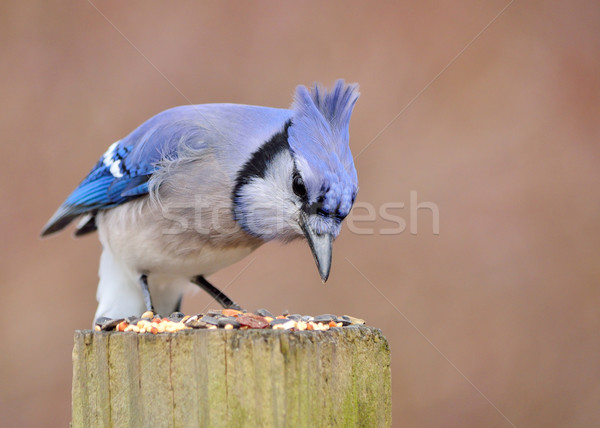 Blue Jay Stock photo © brm1949