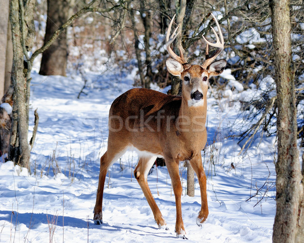 Whitetail Deer Buck Stock photo © brm1949