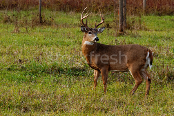 Whitetail Deer Buck Stock photo © brm1949