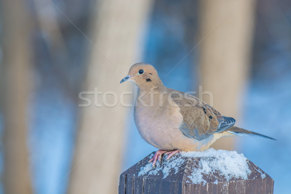 Gyász galamb posta madár mag Stock fotó © brm1949