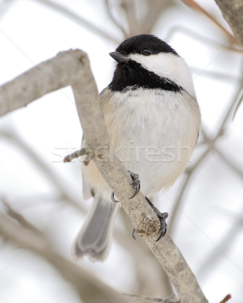 Black-capped Chickadee Stock photo © brm1949