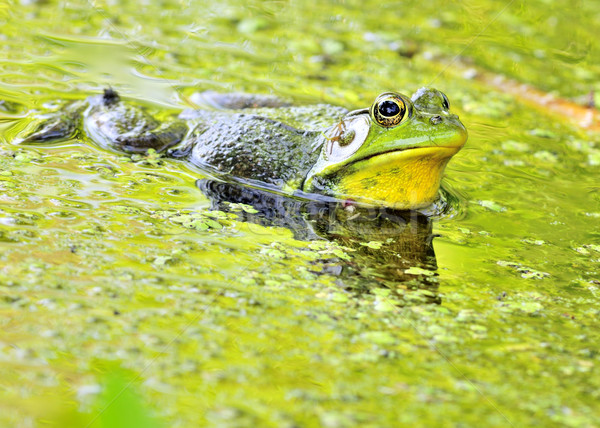 Bullfrog Stock photo © brm1949