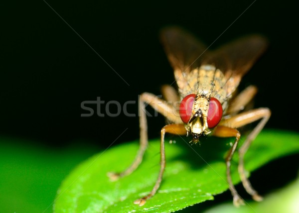 Fly On A Plant Stock photo © brm1949