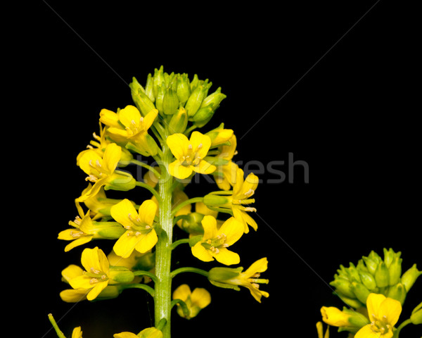 Fokhagyma mustár gaz virág közelkép makró Stock fotó © brm1949
