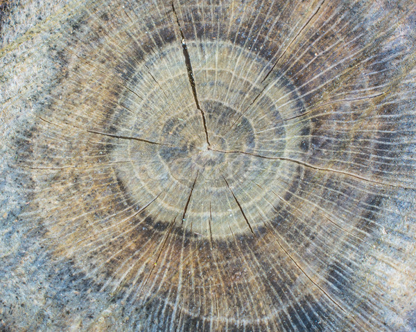 Fa tapéta művészet fa erdő természet Stock fotó © brm1949