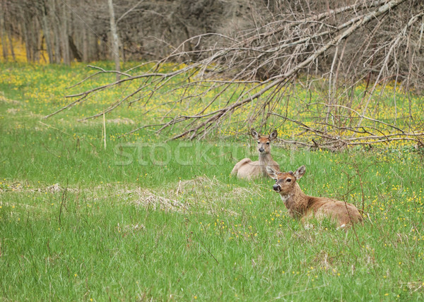 Whitetail Deer Buck Stock photo © brm1949
