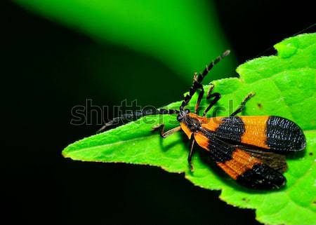 Kever plant stengel dier bug milieu Stockfoto © brm1949