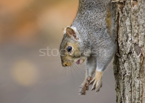 Gri veveriţă agatat copac camion natură Imagine de stoc © brm1949