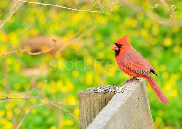 Male Cardinal Stock photo © brm1949