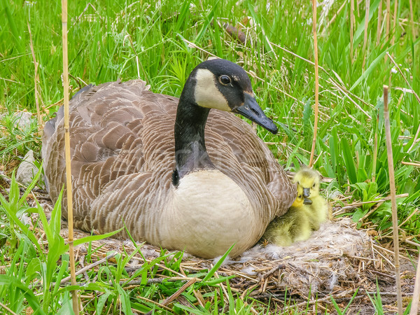 branta canadensis for canada goose crossword